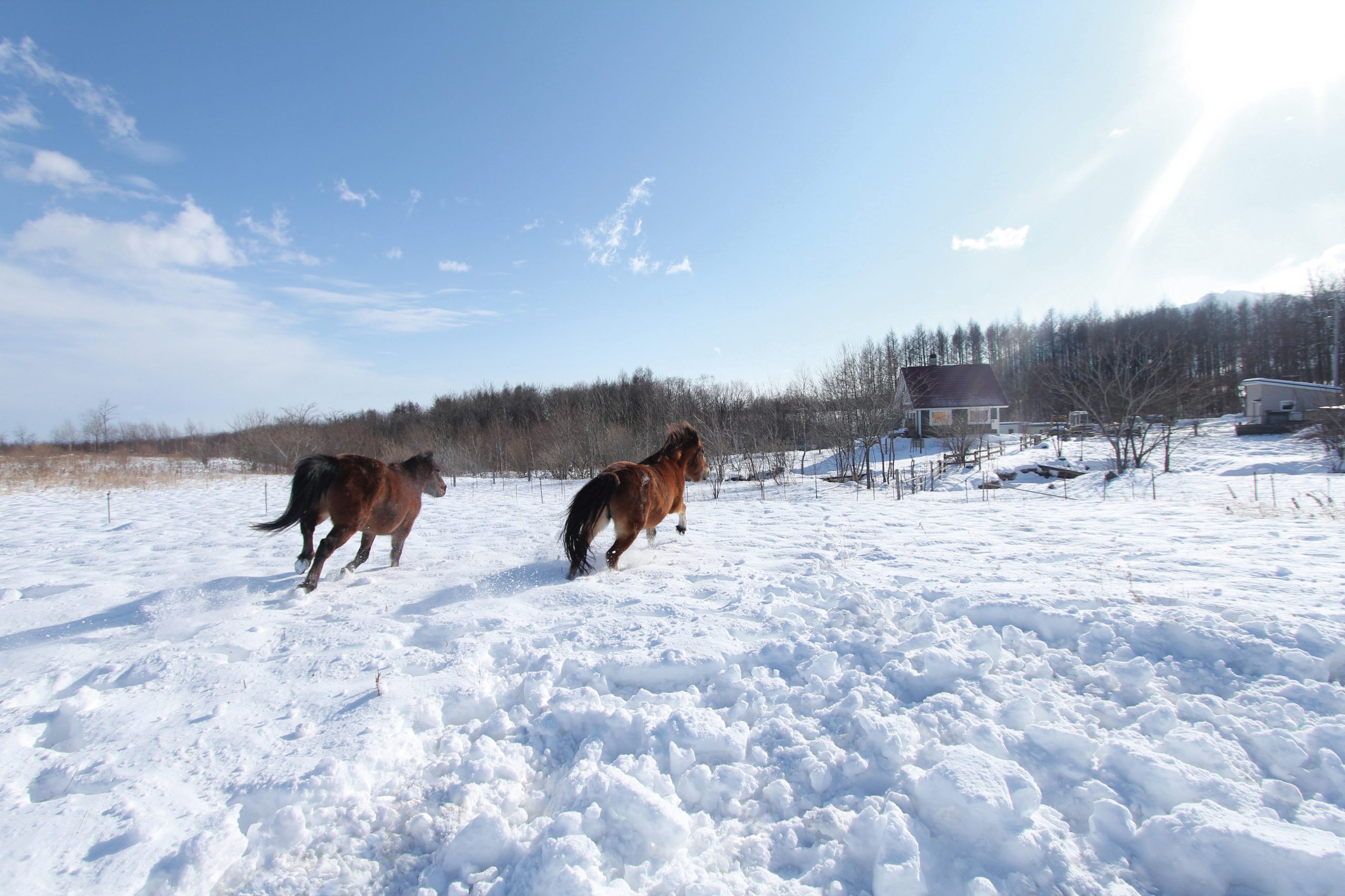 冬の乗馬