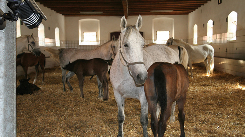 乗馬のギモン 馬の性別はオスとメスだけじゃない セ センとは その理由とは 乗馬用品ジョセスの記事一覧