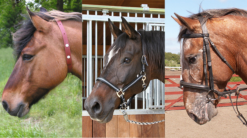 乗馬のギモン なぜ馬の毛を編み込みするの 馬のおしゃれ 編み込みをする理由とは 乗馬用品ジョセスの記事一覧