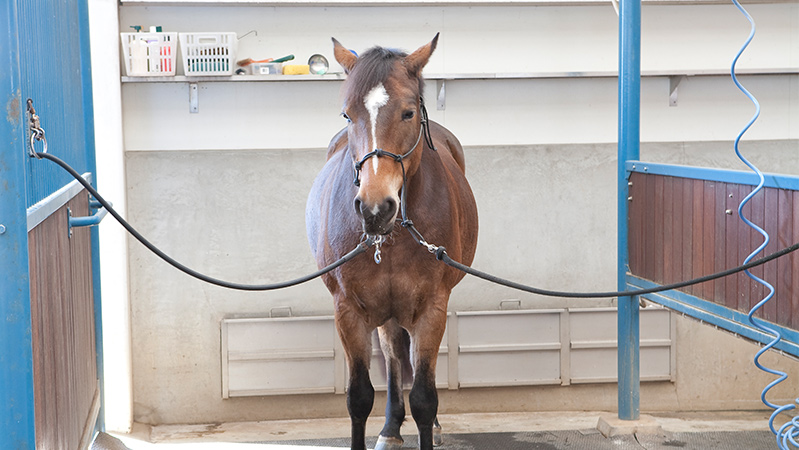 乗馬のインストラクター・指導者になるための資格と難易度