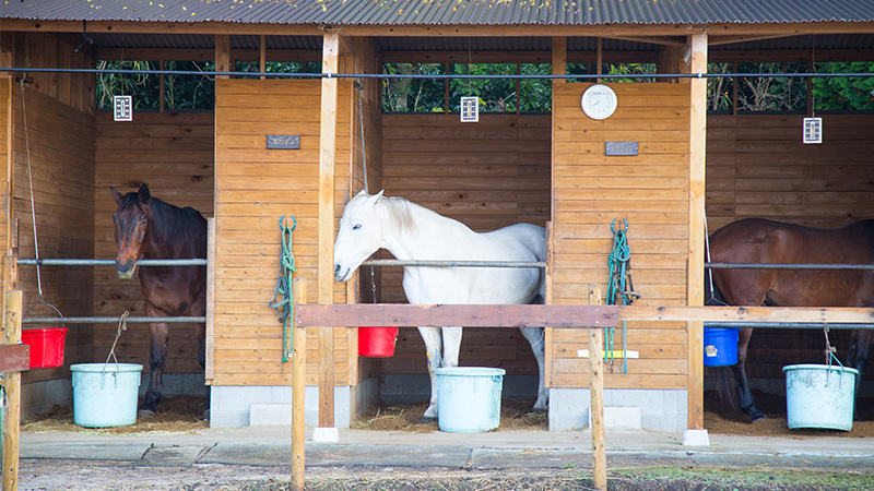 馬房（ばぼう）とは？馬房と厩舎の違い・馬房で注意する事とは？