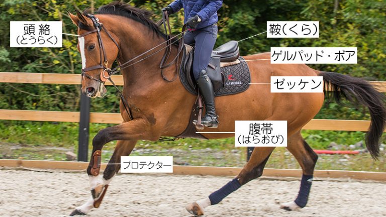 馬の手入れ・馬装が怖い時の対処法 - 乗馬用品ジョセスの記事一覧