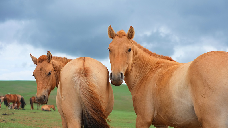 馬の性格の特徴とは？乗馬の馬は本当に大人しい？