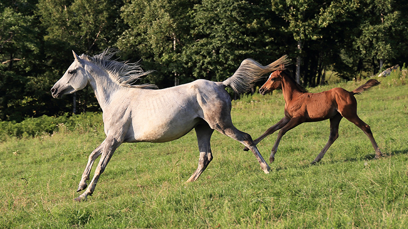 競馬に出てる馬は引退するとどこへ行くの どうなるの 乗馬用品ジョセスの記事一覧