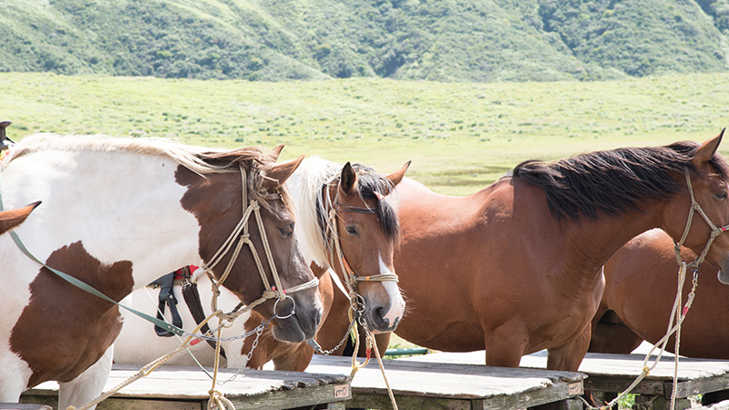 日本に暮らす、さまざまな馬たち