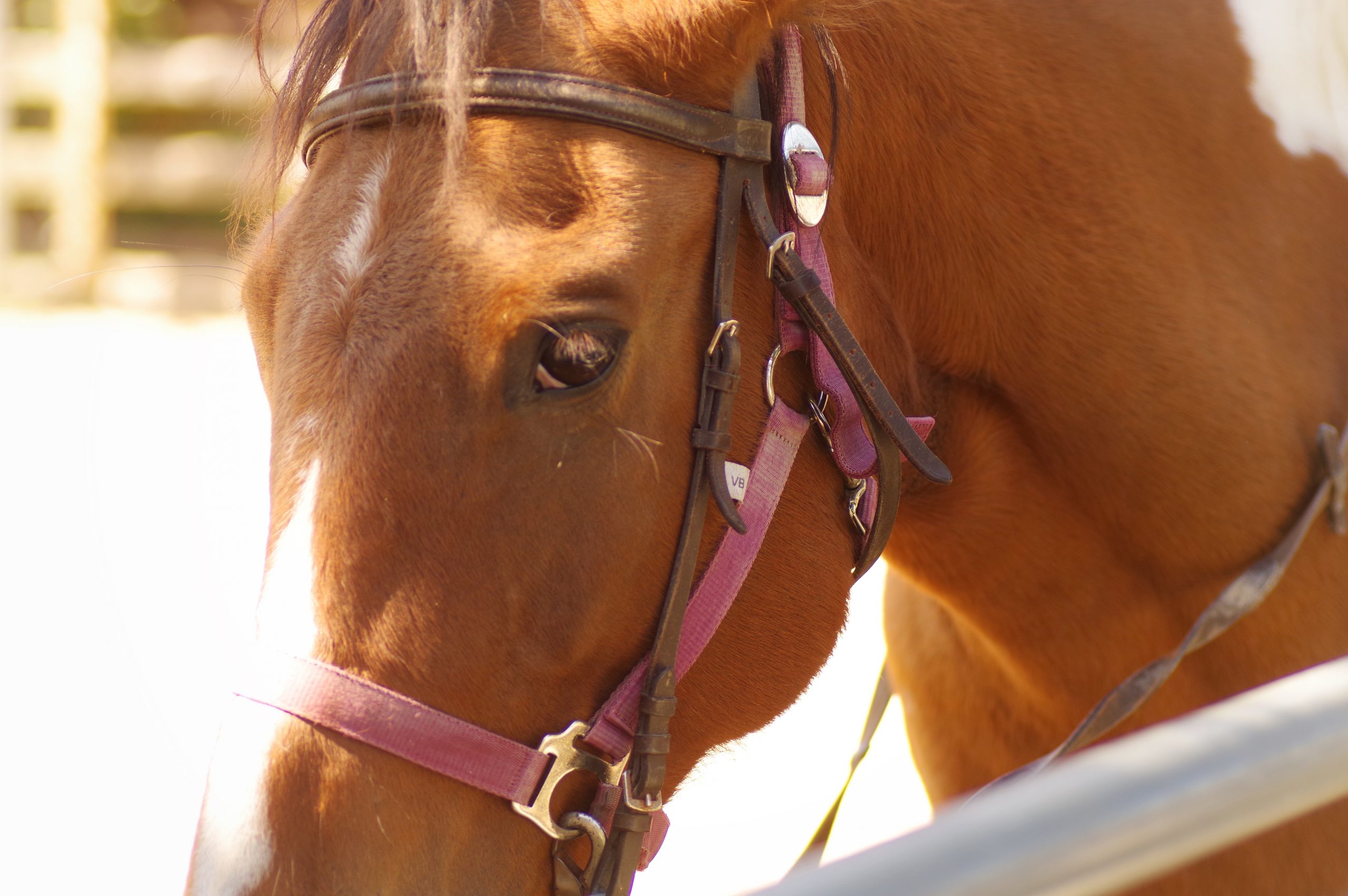 馬の気持ちを読み取ろう 馬が私たちに送るサイン 乗馬用品ジョセスの記事一覧